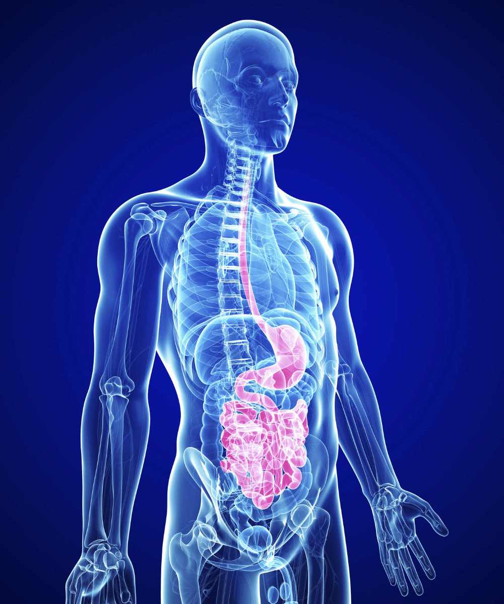 Nourish Your Digestive System With Ayurvedic Medicine for Gut Health