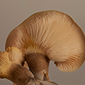 Adaptogens