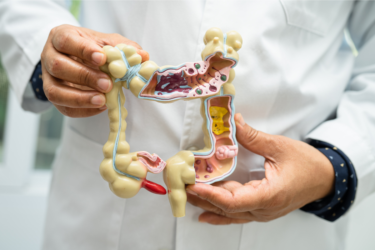 Digestive Enzymes and Their Function in the Small Intestine
