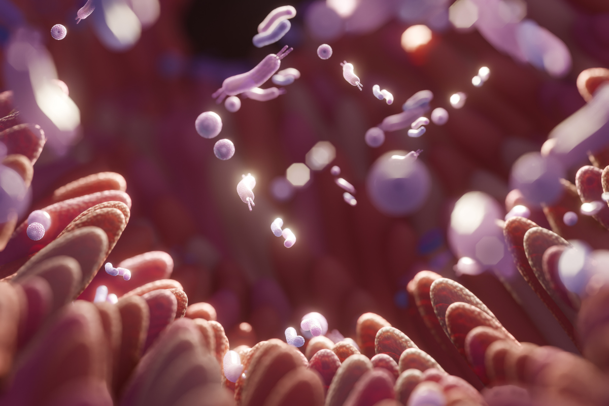 Lactobacillus Probiotic Capsules: Uses, Side Effects, and Benefits for Gut Health