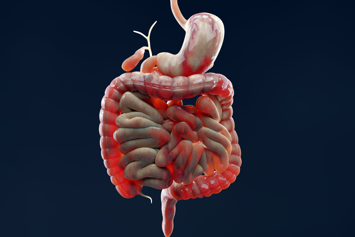 Understanding the Human Digestive System and its Functions
