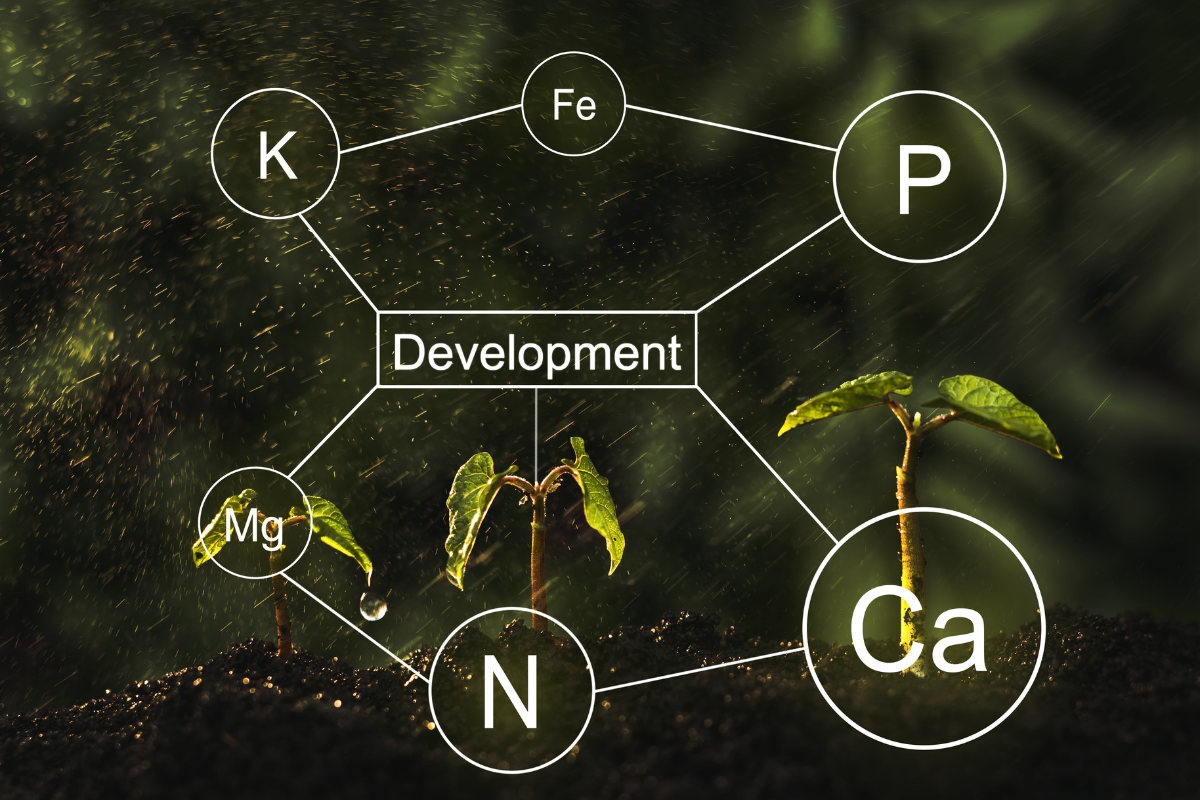 Role and Importance of Macronutrients and Micronutrients in Growth