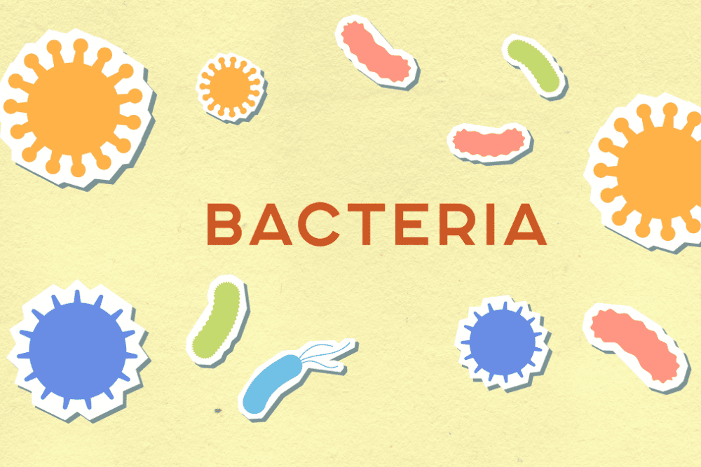 Understanding Good and Bad Bacteria